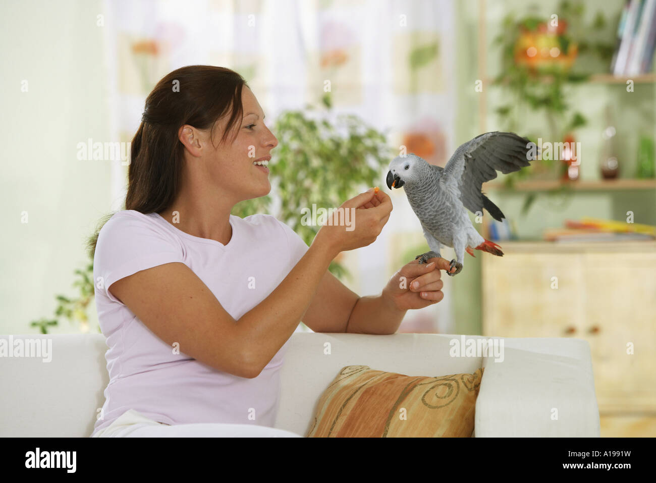Alimentazione donna Congo pappagallo grigio africano / Psittacus erithacus Foto Stock