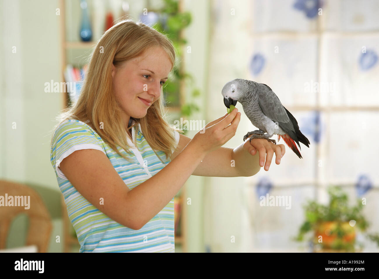 Alimentazione ragazza Congo pappagallo grigio africano / Psittacus erithacus Foto Stock