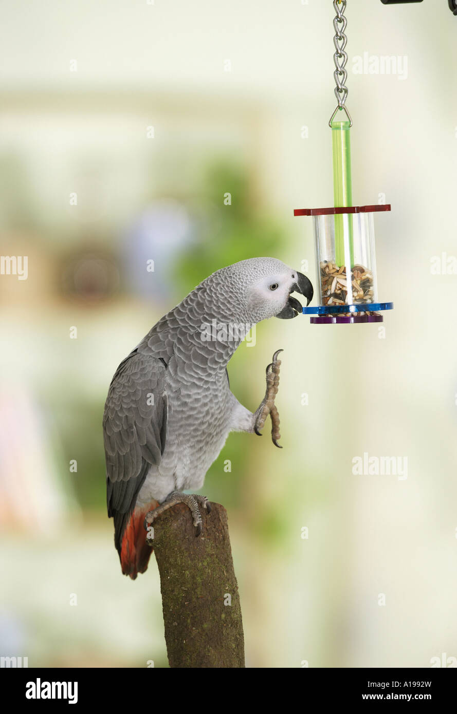 Congo pappagallo grigio africano - munching / Psittacus erithacus Foto Stock