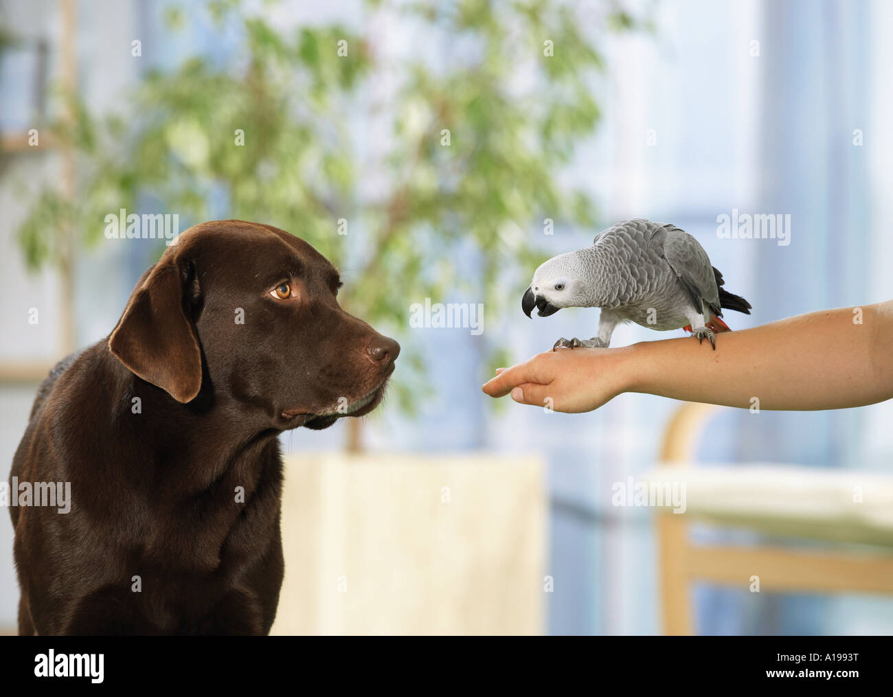 Il Labrador Retriever guardando Congo pappagallo grigio africano / Psittacus erithacus Foto Stock