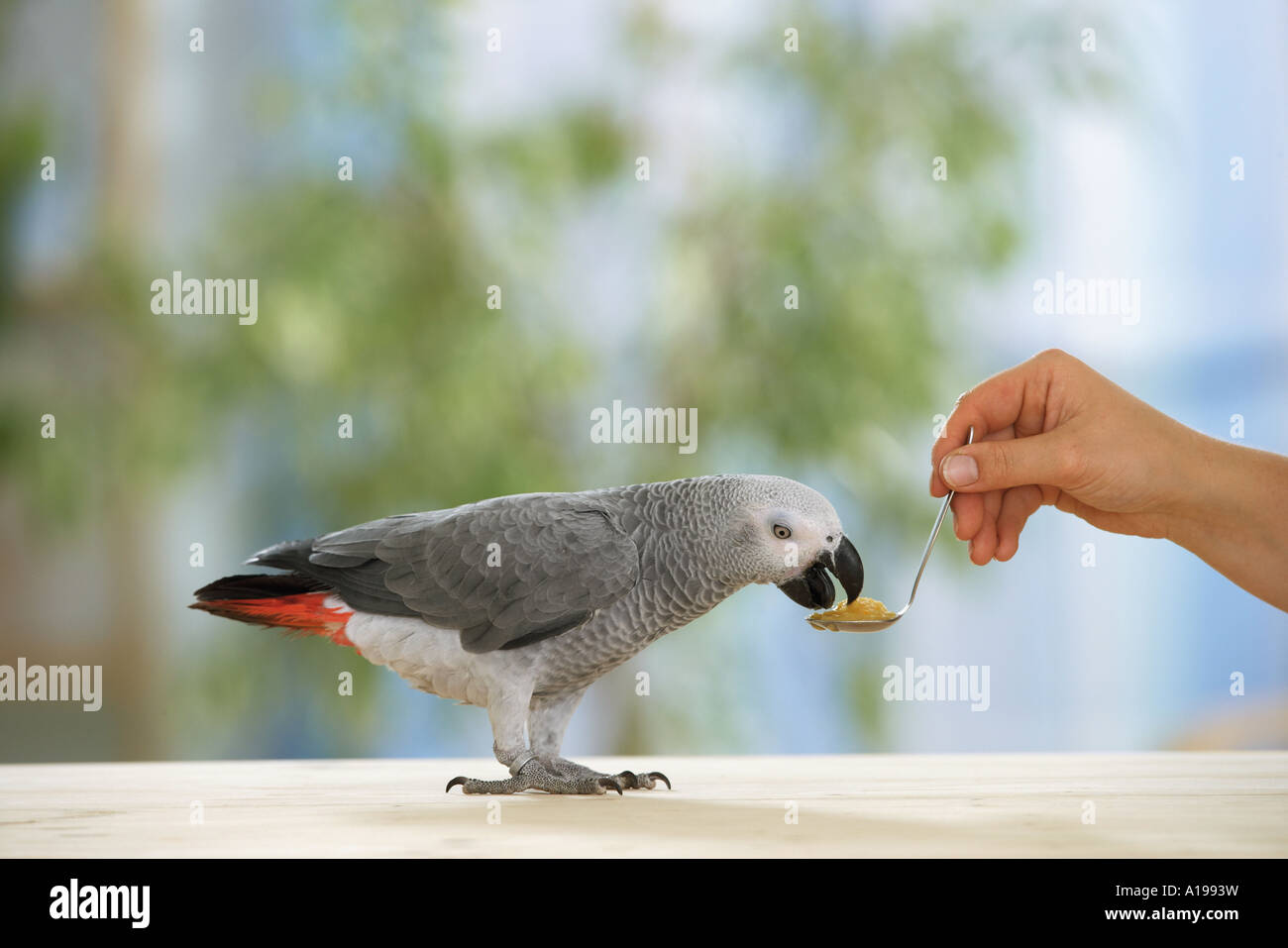 Congo pappagallo grigio africano è cibo / Psittacus erithacus Foto Stock