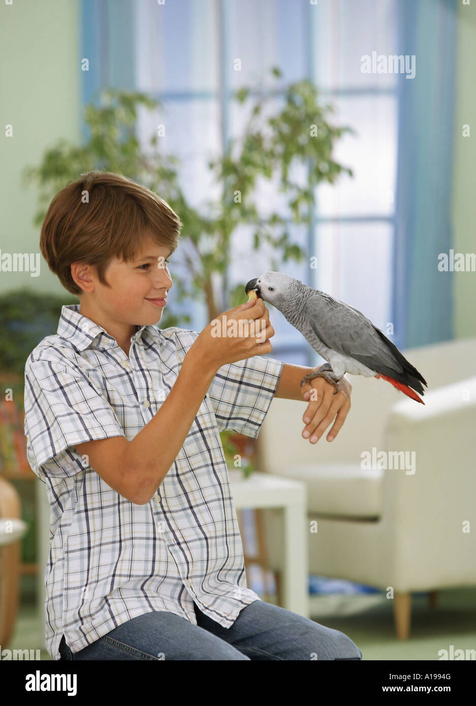 Alimentazione del ragazzo del Congo pappagallo grigio africano / Psittacus erithacus Foto Stock