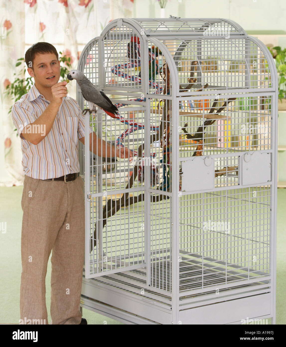 Alimentazione uomo Congo pappagallo grigio africano / Psittacus erithacus Foto Stock