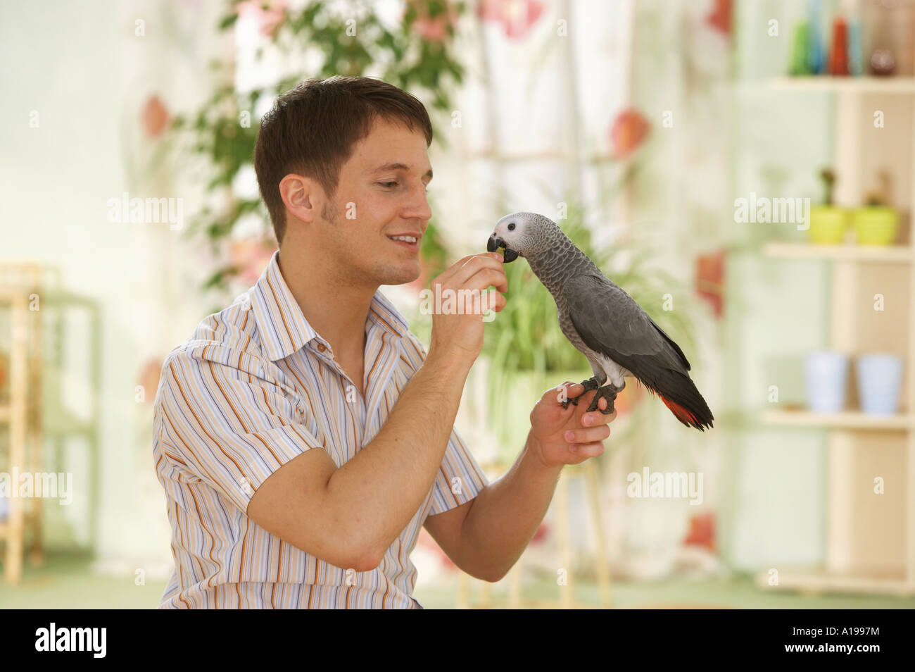 Alimentazione uomo Congo pappagallo grigio africano / Psittacus erithacus Foto Stock