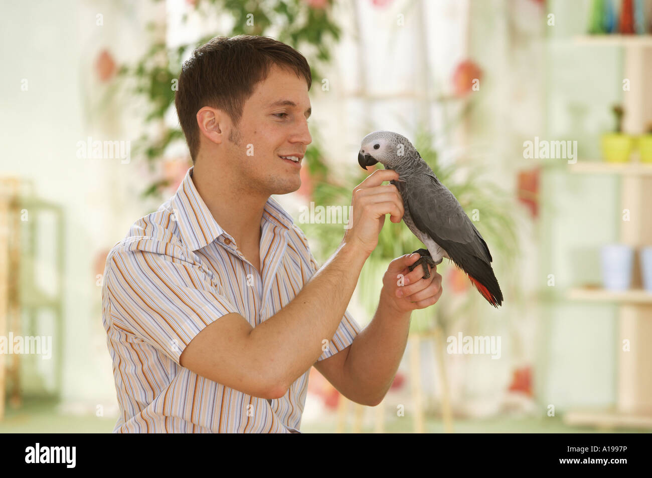 Alimentazione uomo Congo pappagallo grigio africano / Psittacus erithacus Foto Stock