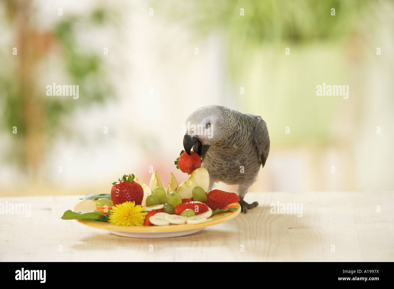 Congo pappagallo grigio africano - munching / Psittacus erithacus Foto Stock