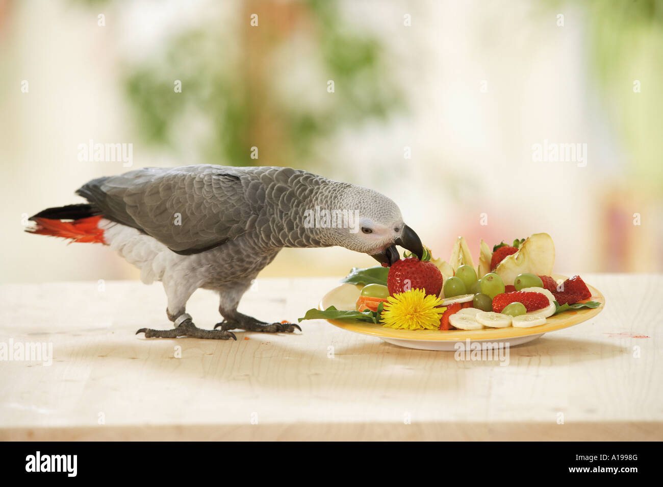 Congo pappagallo grigio africano - munching / Psittacus erithacus Foto Stock