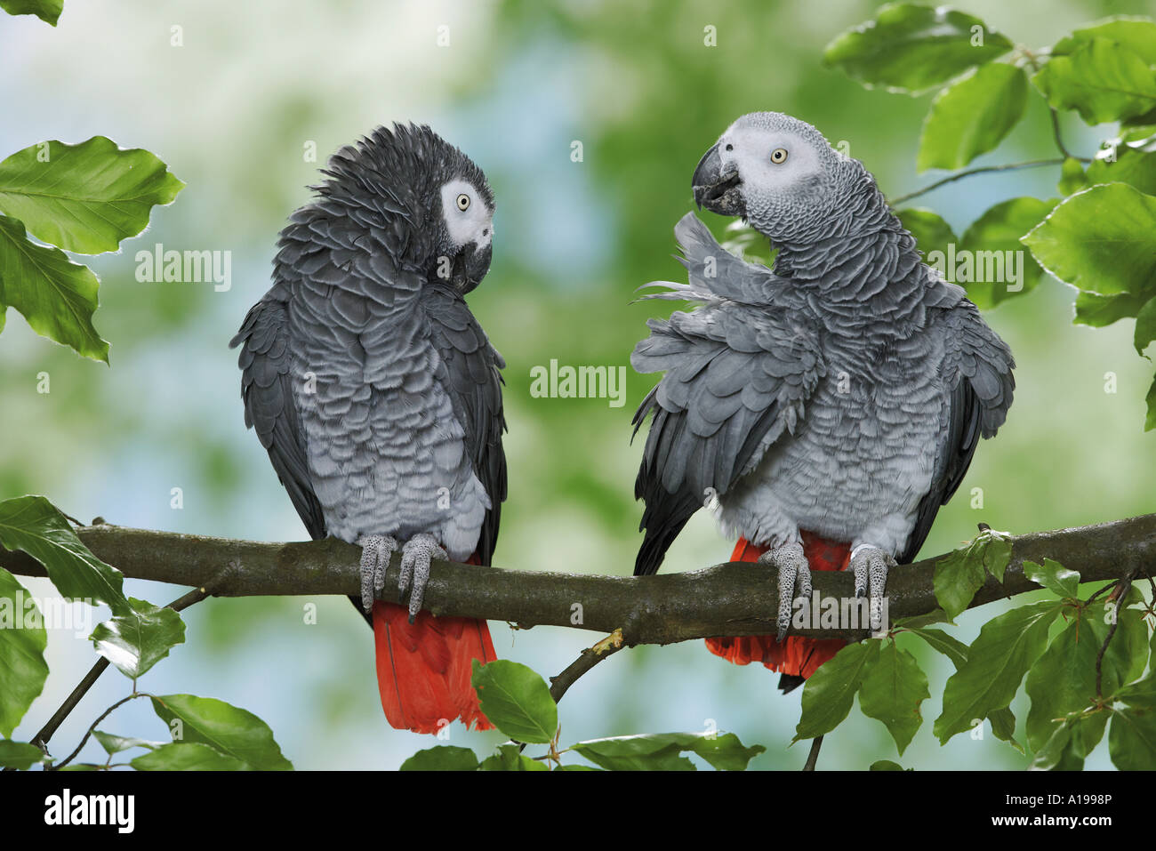 Congo pappagallo grigio africano (Psittacus erithacus). Due adulti su un ramo Foto Stock