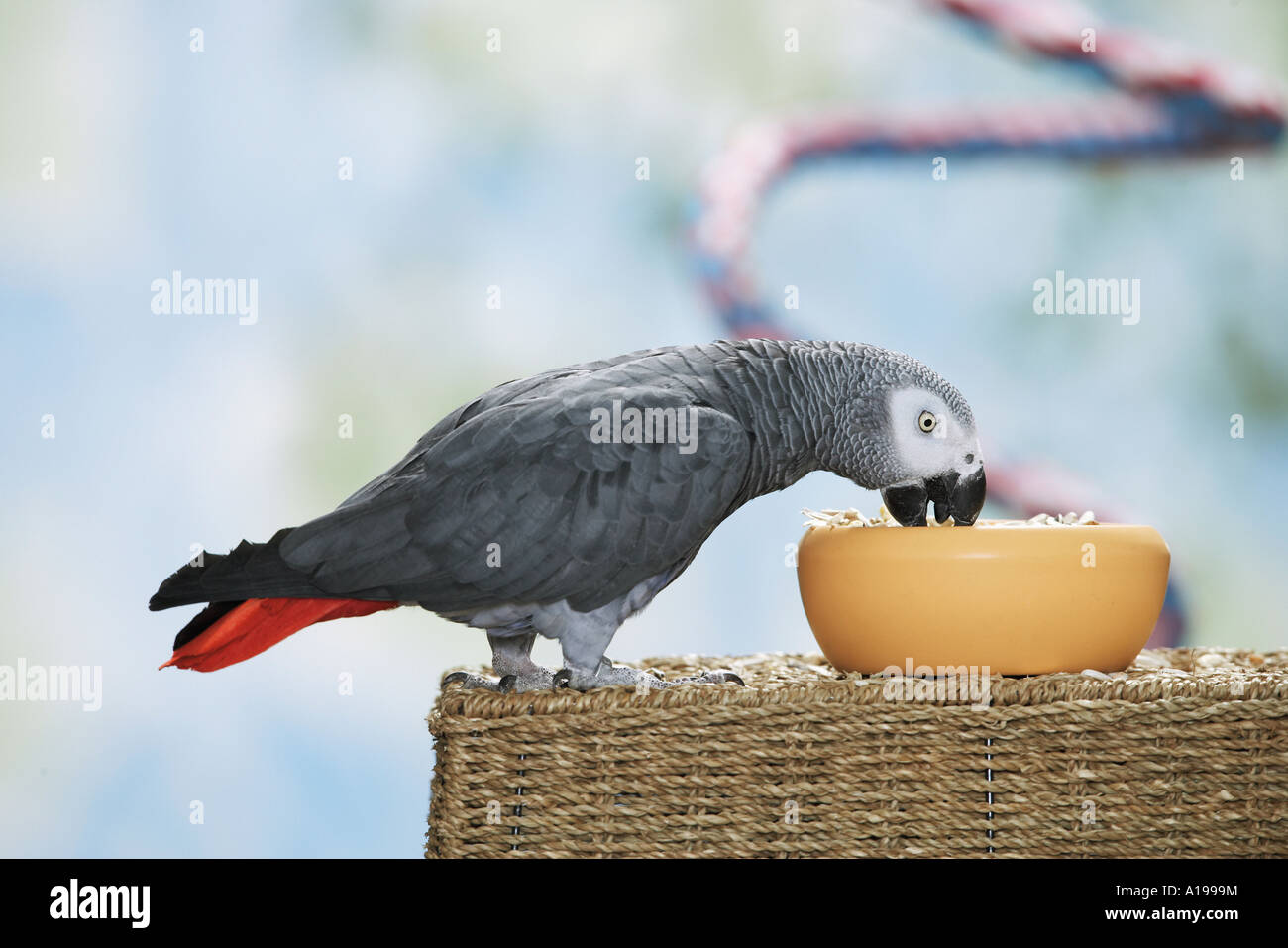 Congo pappagallo grigio africano - munching / Psittacus erithacus Foto Stock