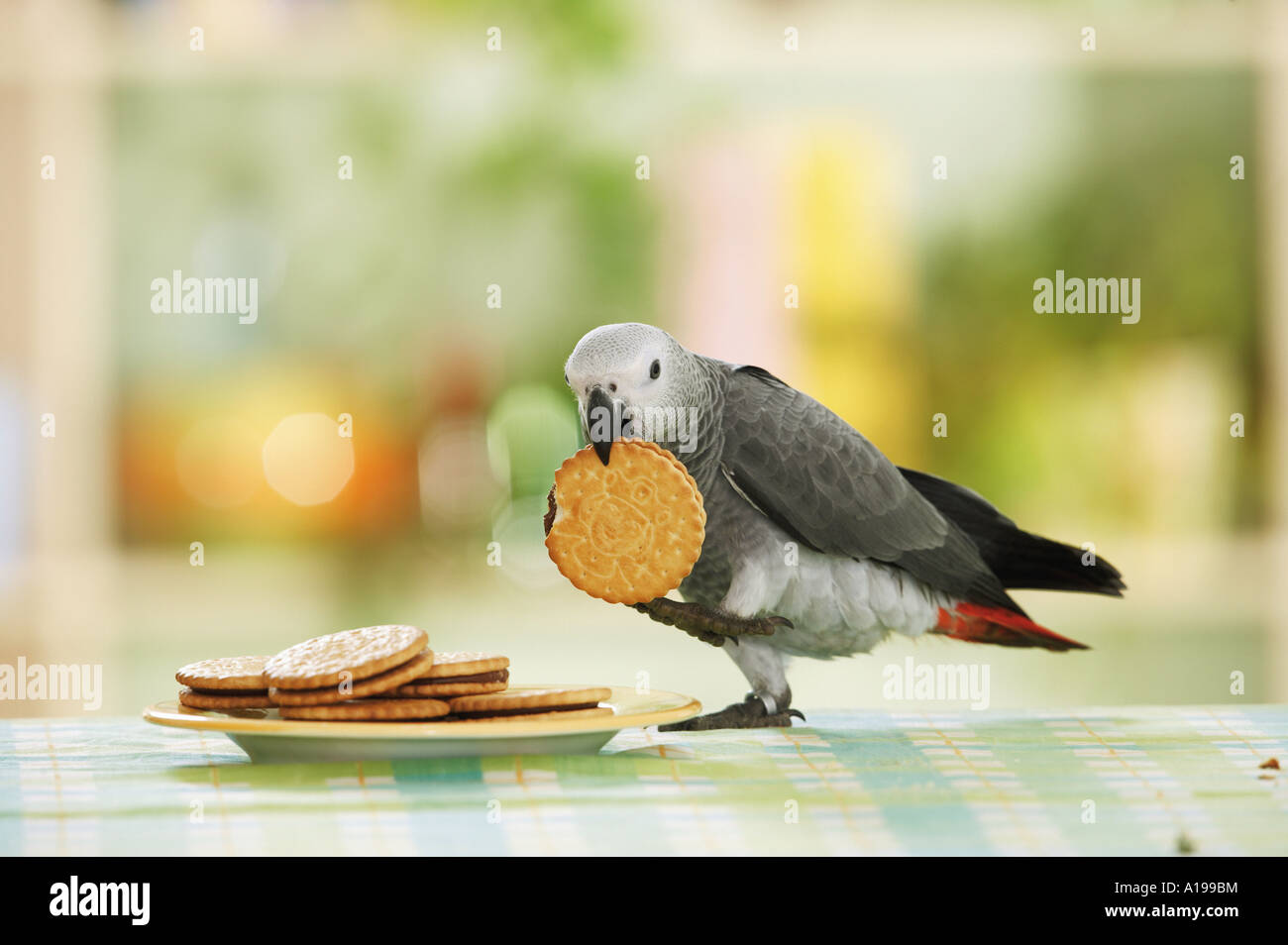 Congo pappagallo grigio africano con cookie / Psittacus erithacus Foto Stock