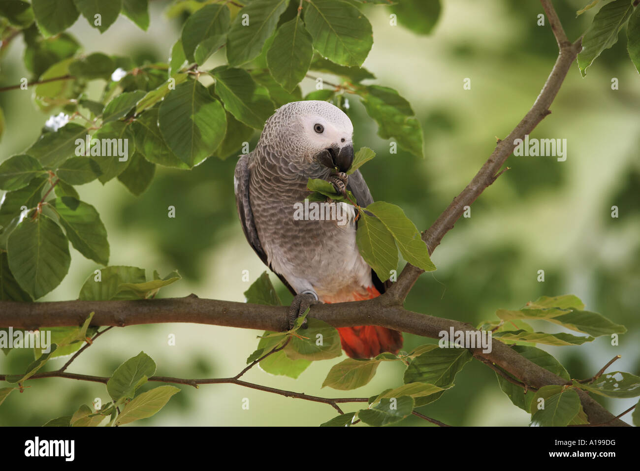 Congo pappagallo grigio africano sul ramo / Psittacus erithacus Foto Stock