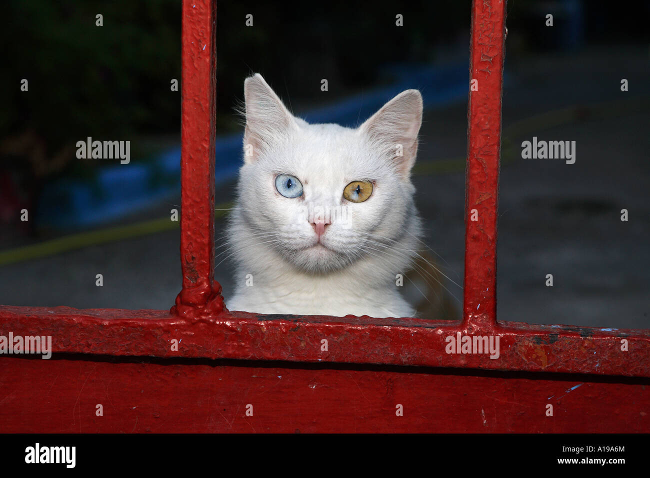 White cat - Occhi dispari Foto Stock