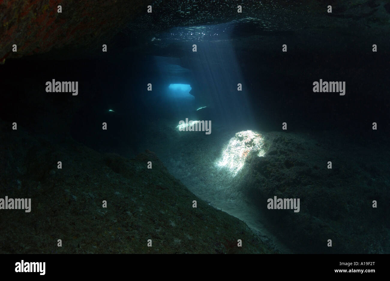 Alberi di luce nel Fire Demon Grotta Bahamas Foto Stock