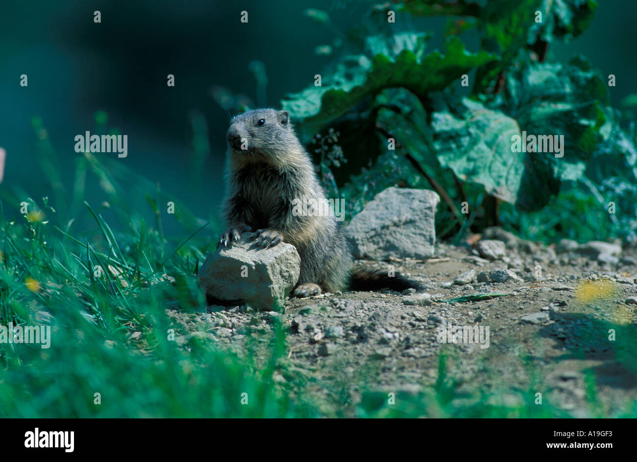 Beaver Marmota marmota Gran Paradiso Parco Nazionale Foto Stock