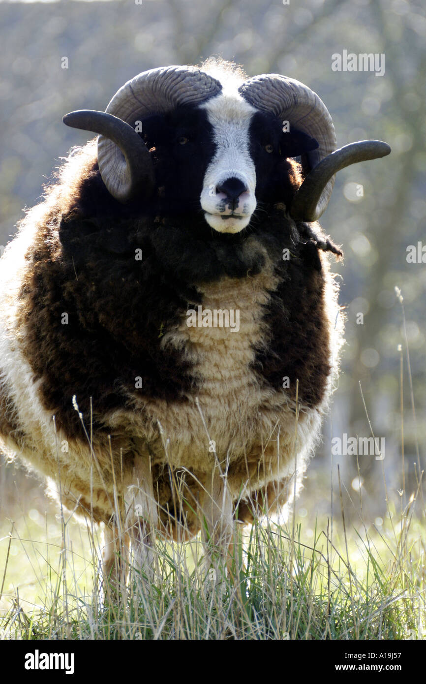 Frontale completo di una RAM di Giacobbe Foto Stock
