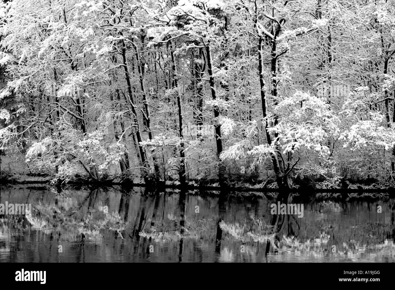 Nuova nevicata su ontano accanto al lago Vansjø in Østfold, Norvegia. Vansjø è una parte dell'acqua sistema chiamato Morsavassdraget. Foto Stock