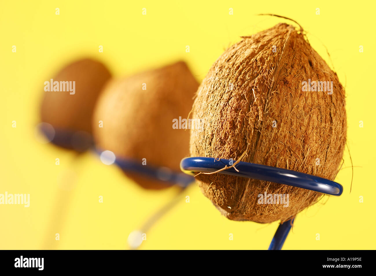 Il Cocco timido tre in una fila orizzontale Foto Stock