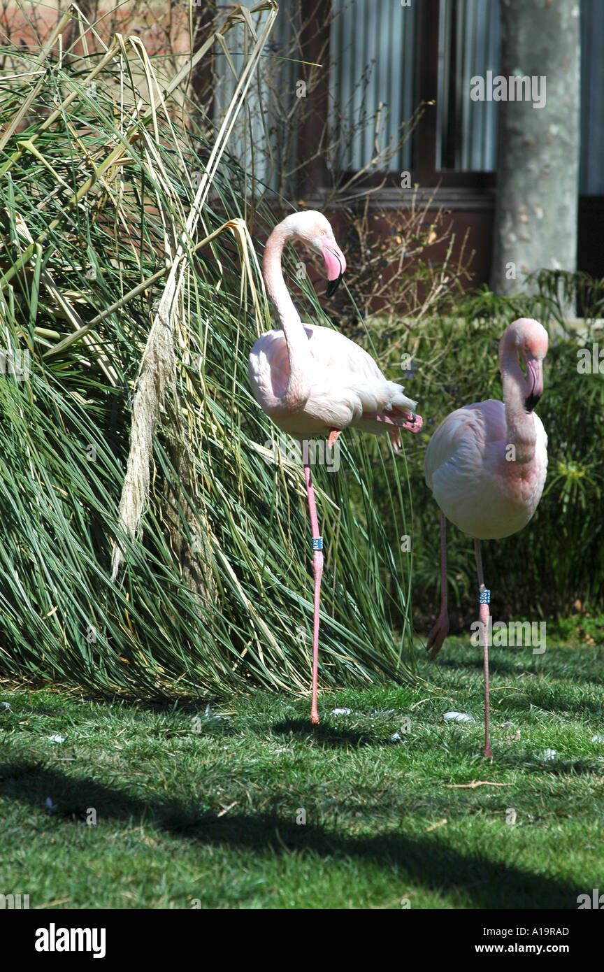 Flamingo a Barcellona s Zoo Foto Stock