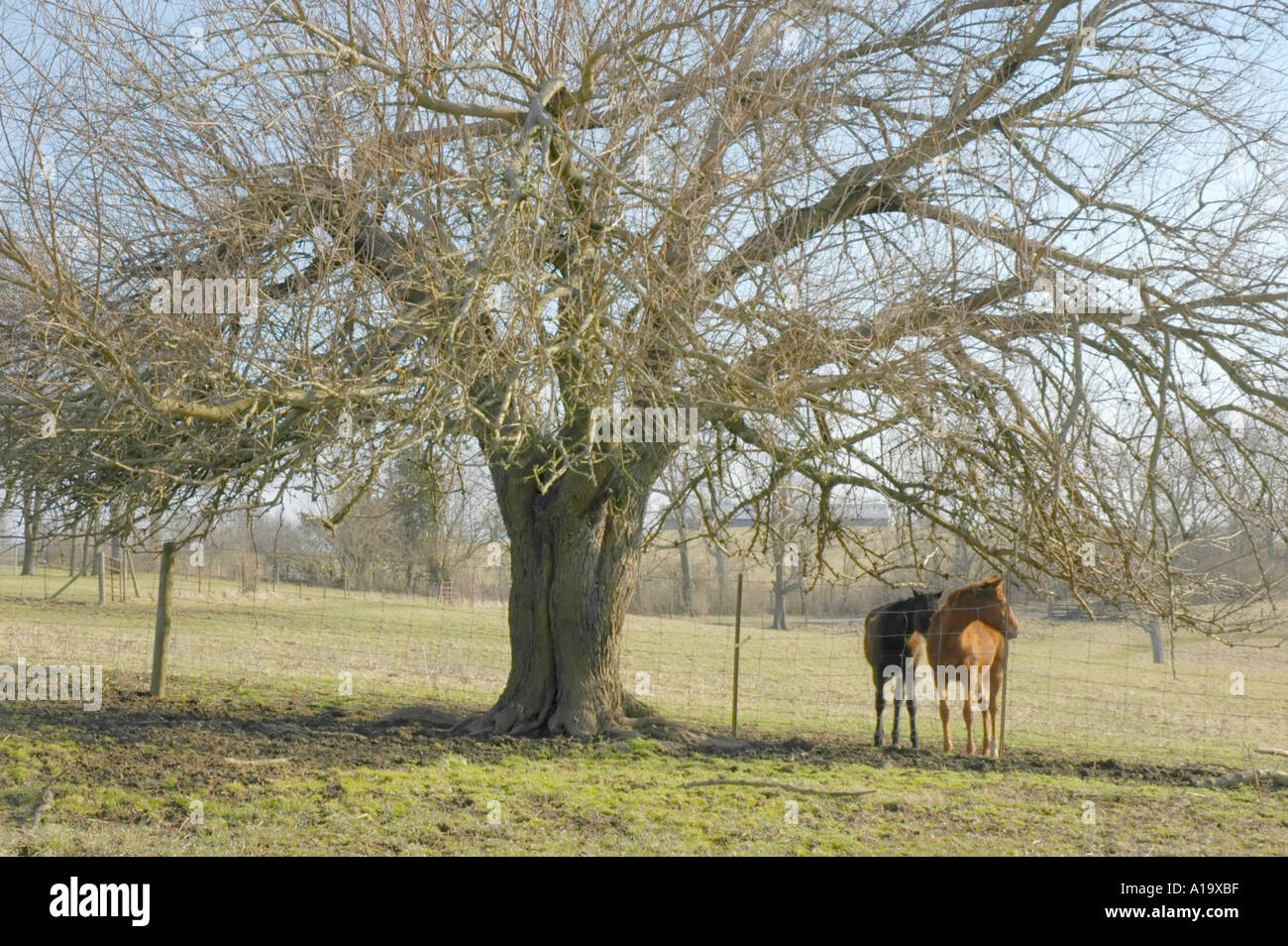 Due giovani cavalli purosangue in piedi insieme sotto un Osage Arancio nella regione di Bluegrass del Kentucky negli Stati Uniti Foto Stock