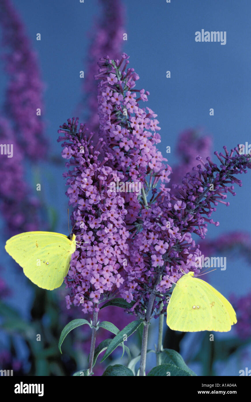 Due giallo zolfo farfalle si appollaia su una fioritura viola butterfly bush fiori, Missouri USA Foto Stock