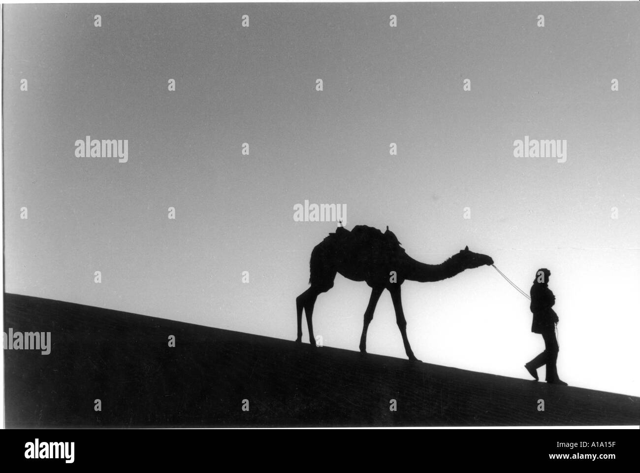 Uomo e cammello sul deserto del Thar in India Foto Stock