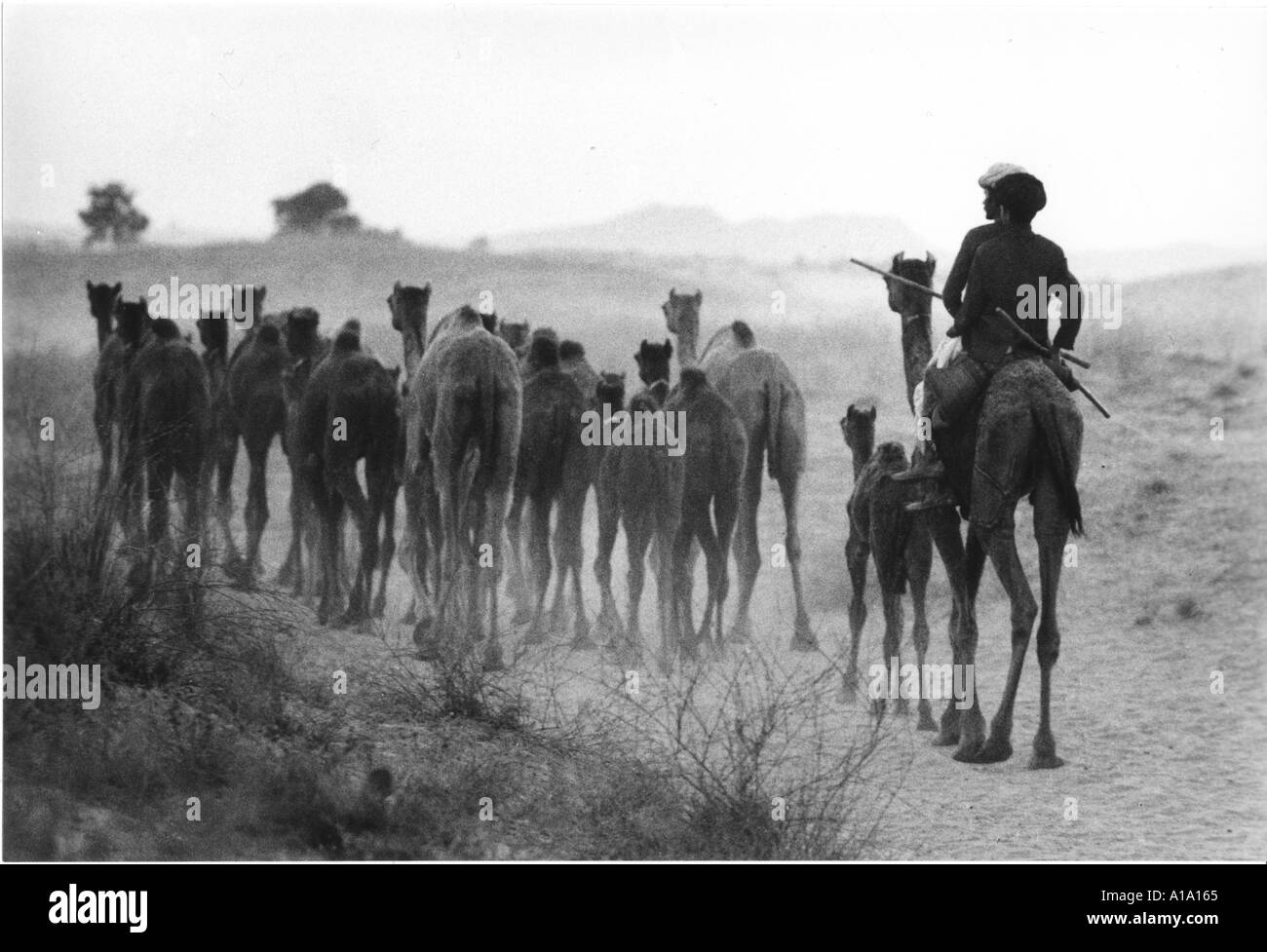 Gruppo di cammelli sul deserto di Thar tornando a casa Fiera di Pushkar India Foto Stock