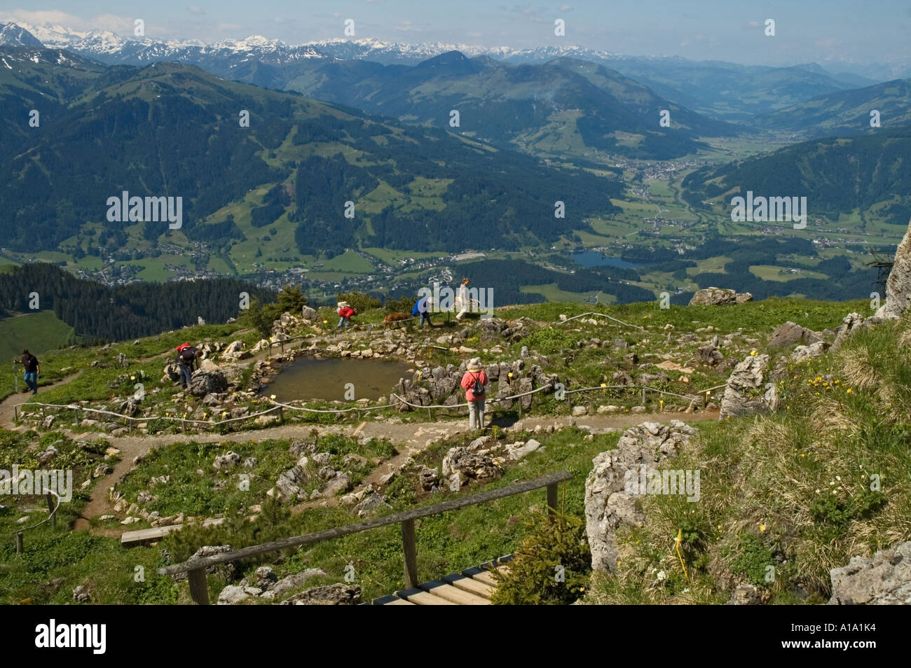Austria Tirol Kitzbuhel Kitzbuheler Horn estate il giardino alpino con indicazioni interpretative Foto Stock