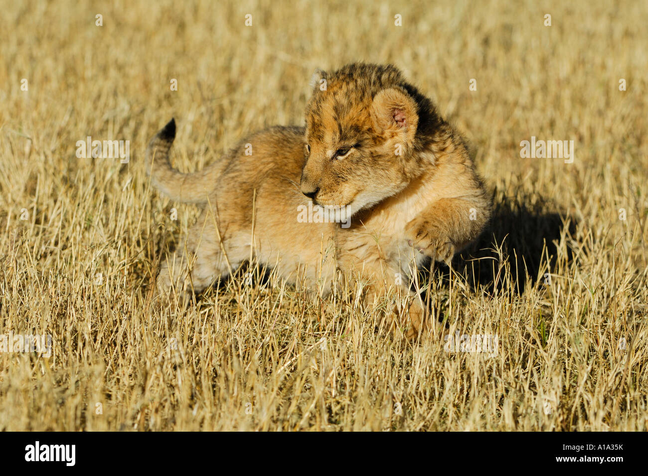 Lionbaby (Panthera leo) in erba alta Foto Stock