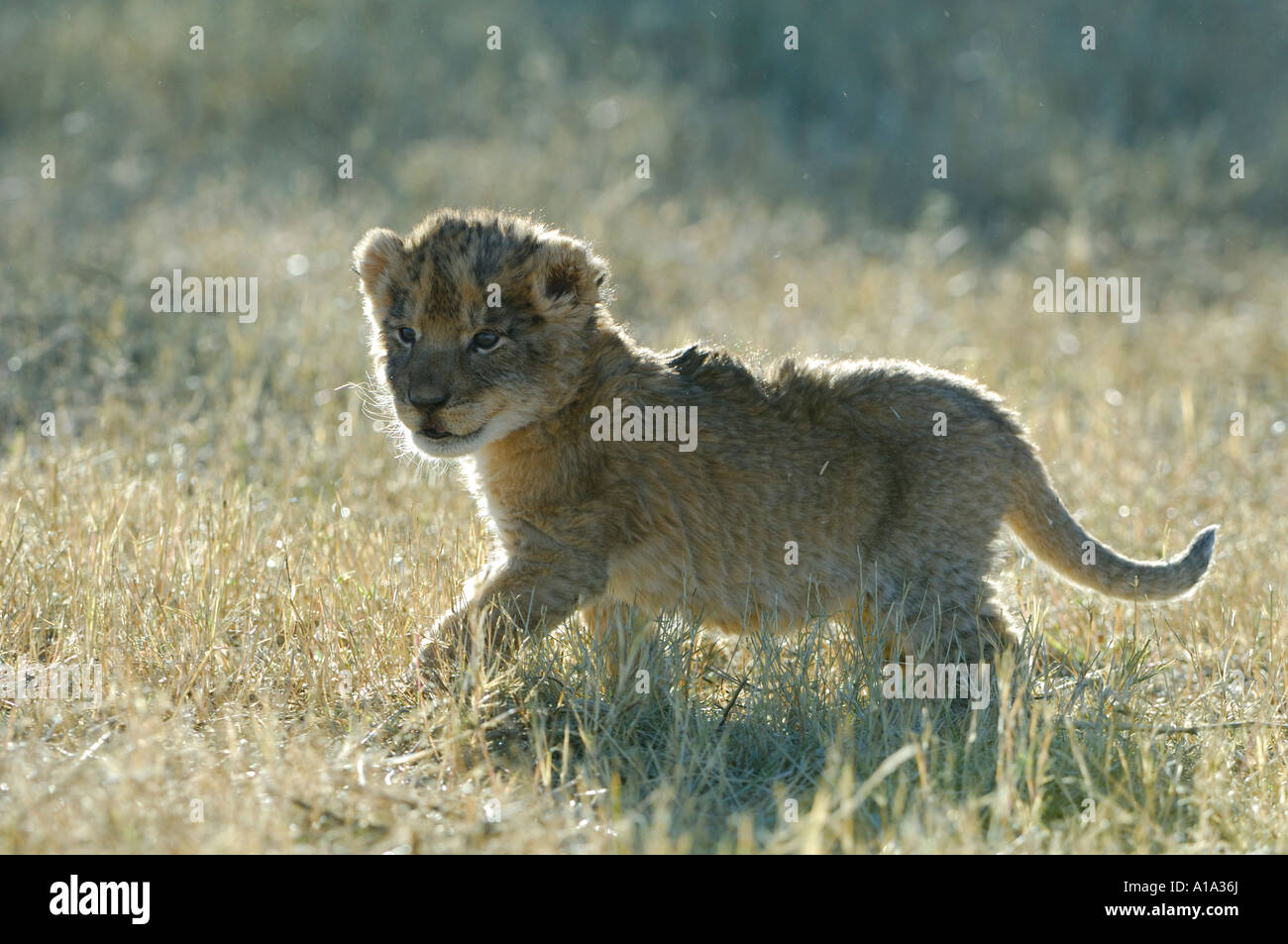 Lionbaby (Panthera leo) in erba alta con retroilluminazione Foto Stock