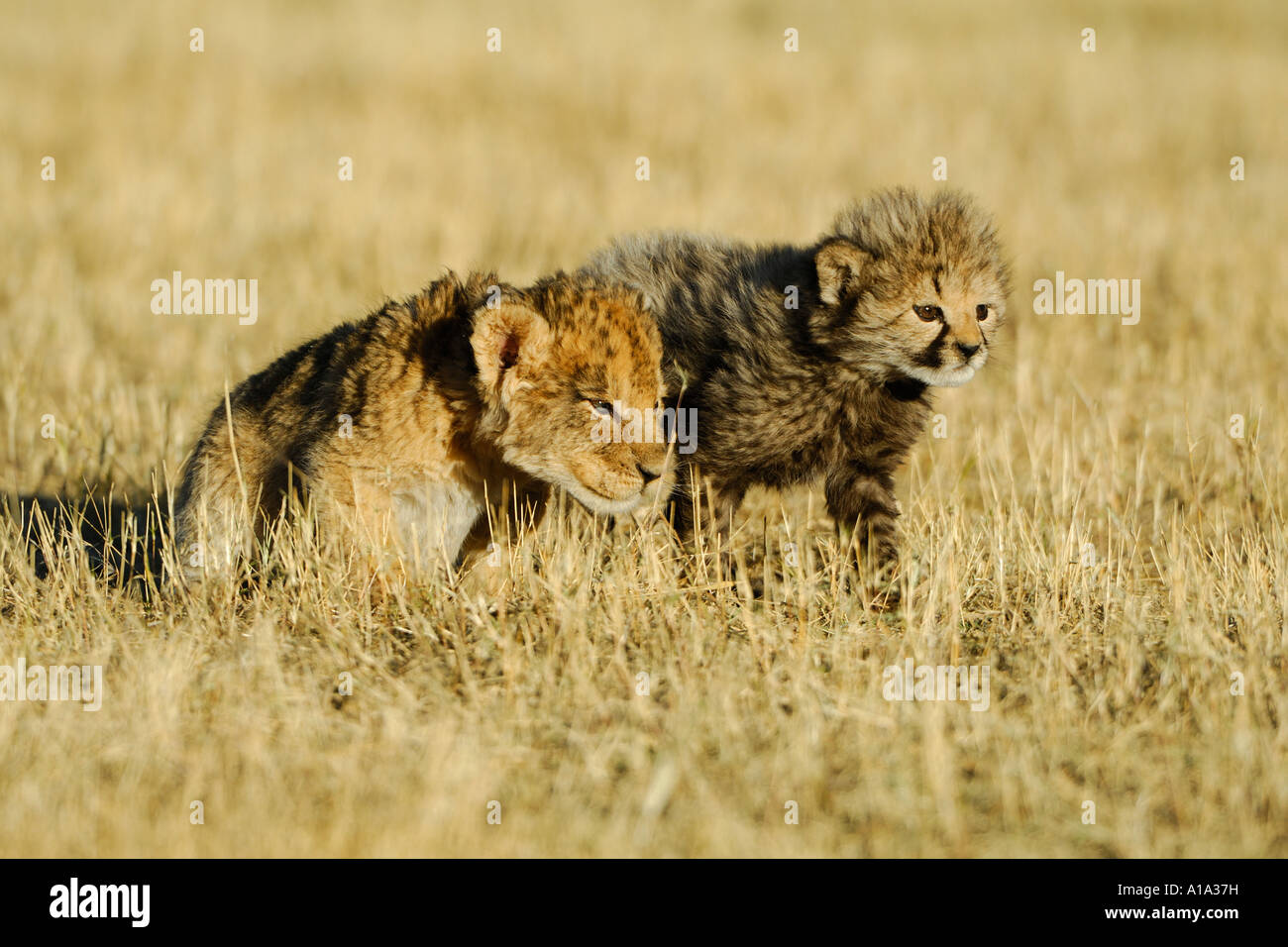Riproduzione di giovani lion (Panthera leo) e giovani ghepardo (Acinonyx jubatus) Foto Stock