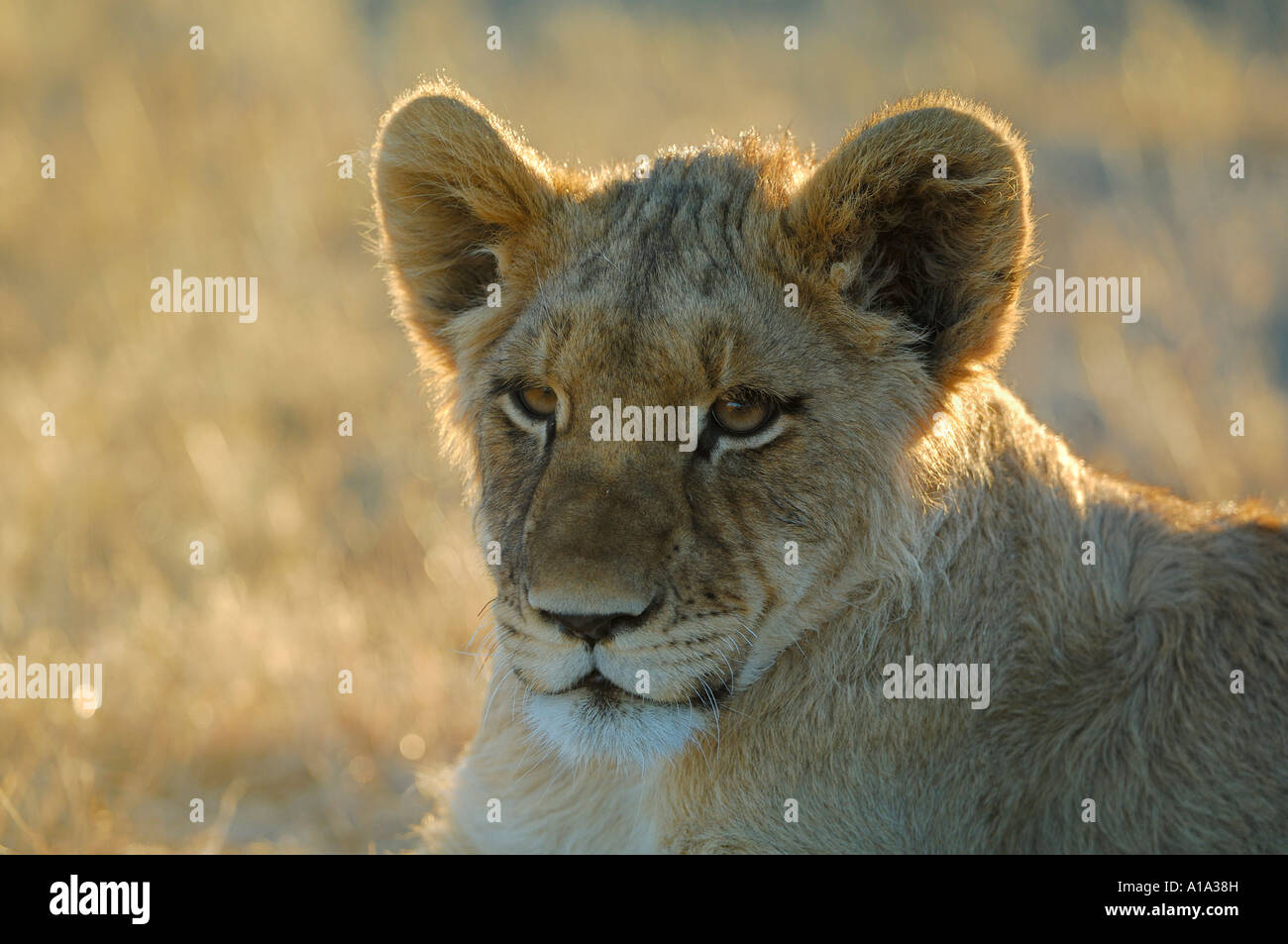 Giovani Lion (Panthera leo) retroilluminato , Ritratto Foto Stock