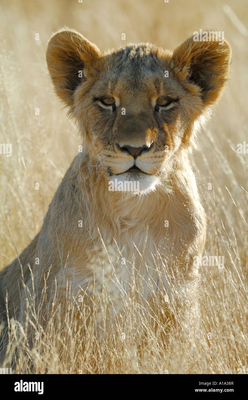 Giovani Lion (Panthera leo) retroilluminato , Ritratto Foto Stock