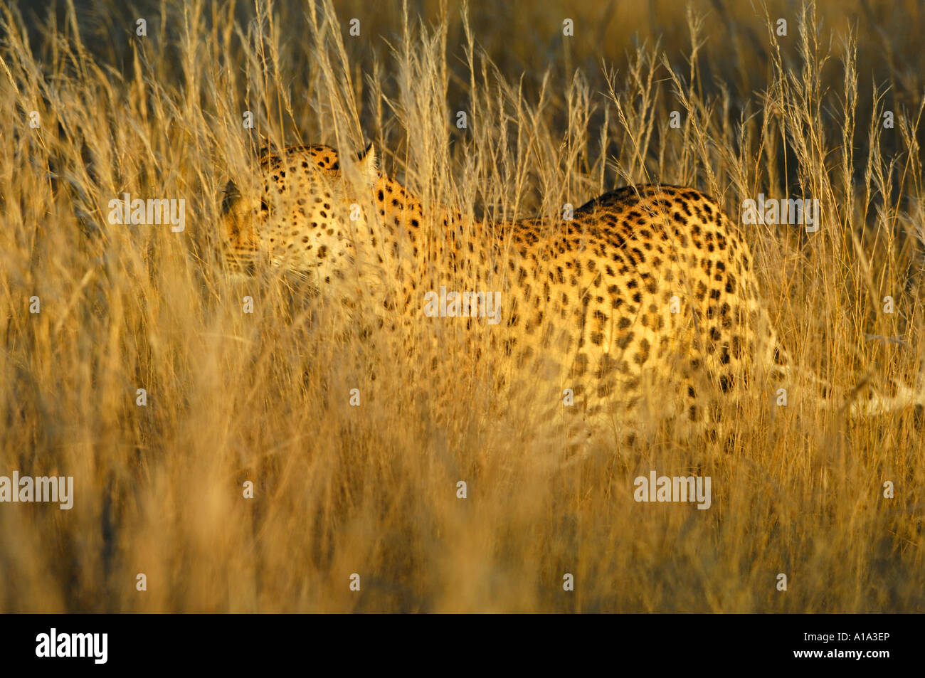 Mimetizzati Leopard (Panthera pardus) stalking in erba alta Foto Stock