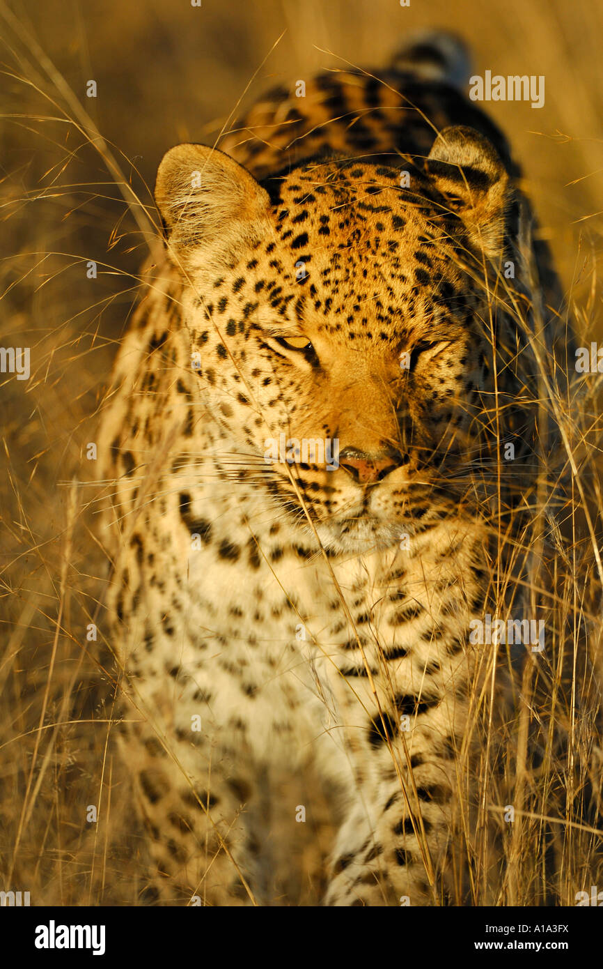 Mimetizzati Leopard (Panthera pardus) stalking in erba alta Foto Stock