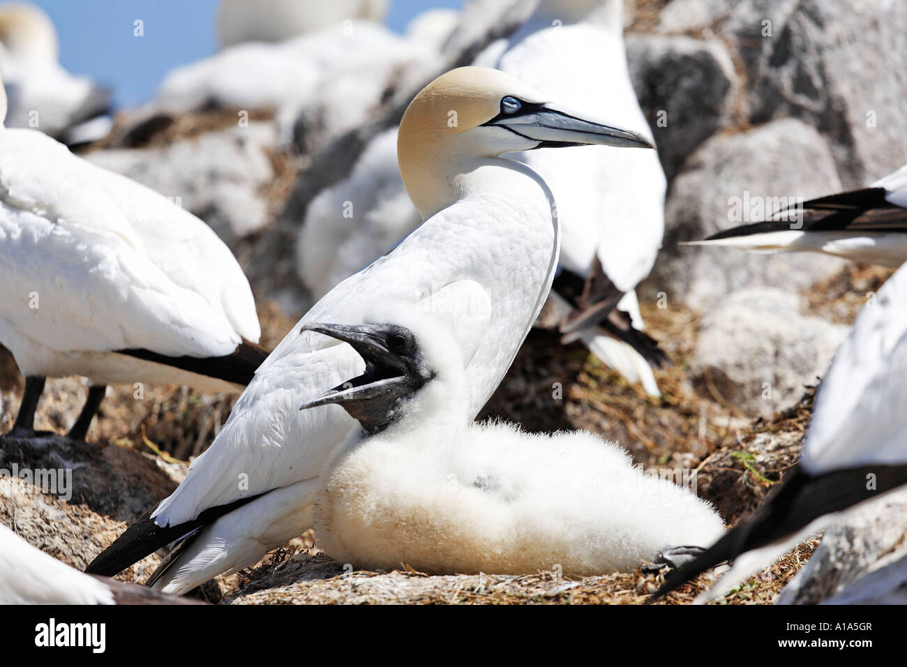 Sule sul nido con cub (sula bassana), isole saltee, isole, Wexford, Irlanda Foto Stock