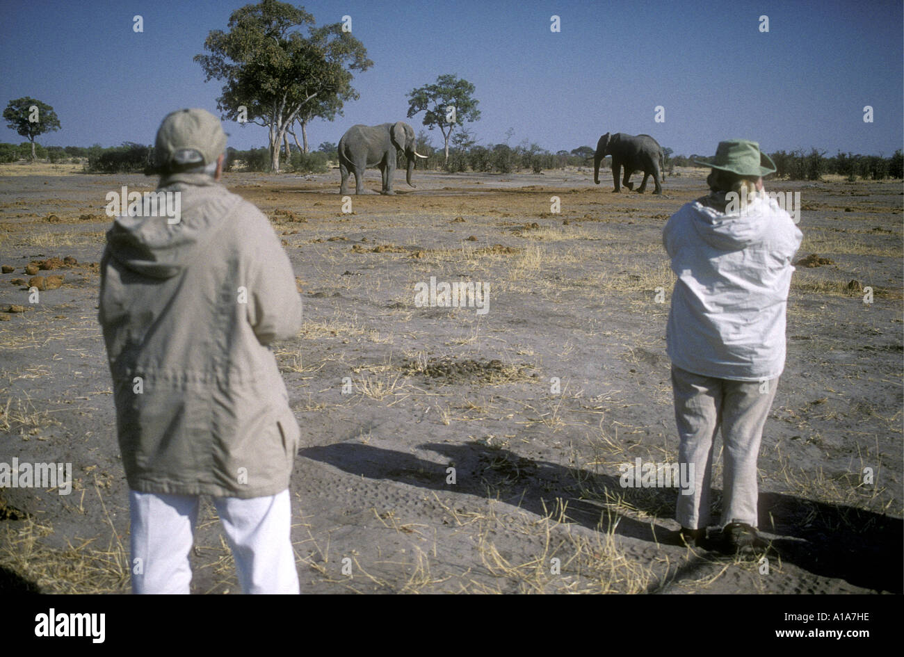 I clienti di fotografare e visualizzazione di elefanti su un piede safari in Botswana Sud Africa Foto Stock