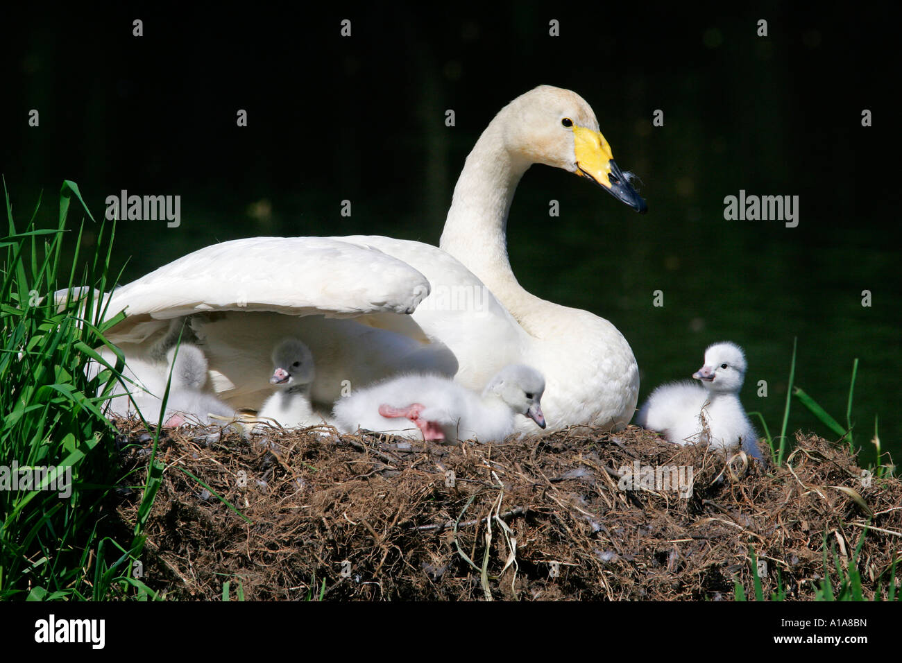 Whooper Swan con i pulcini (Cygnus cygnus) Foto Stock