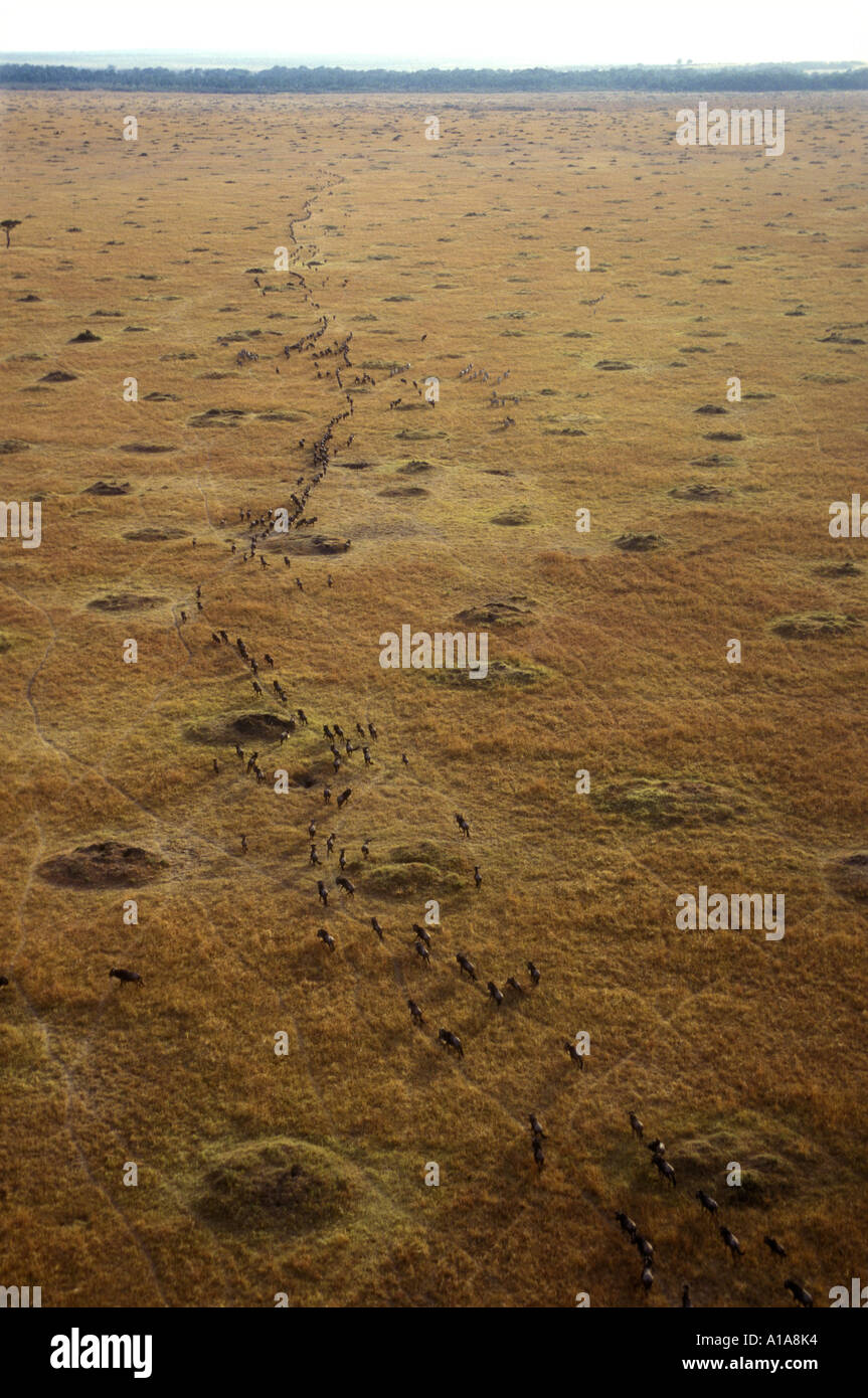 Vista aerea di gnu migrazione visto da una mongolfiera Foto Stock