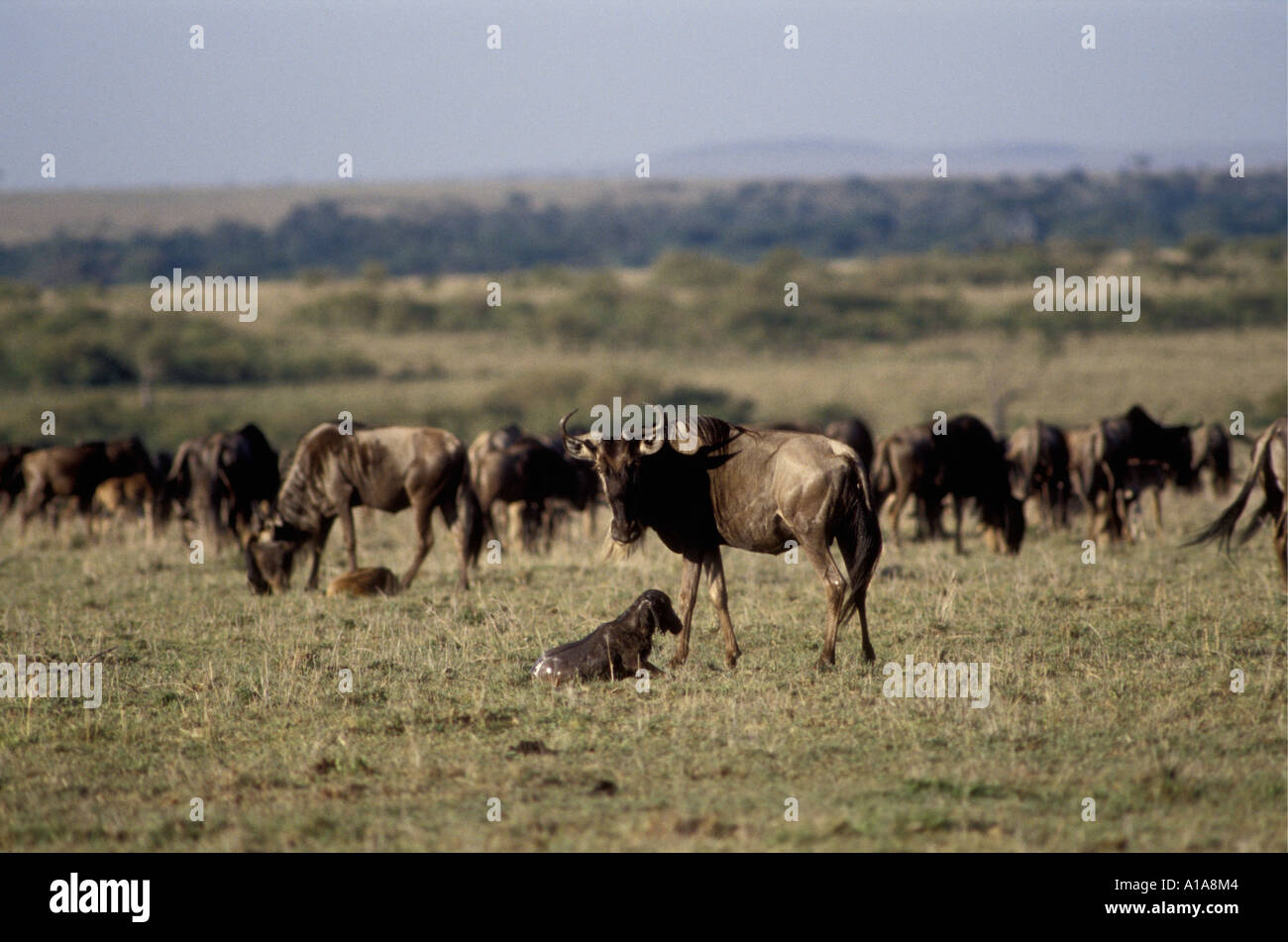 Gnu femmina ruotando intorno a guardare il suo nuovo nato vitello Foto Stock