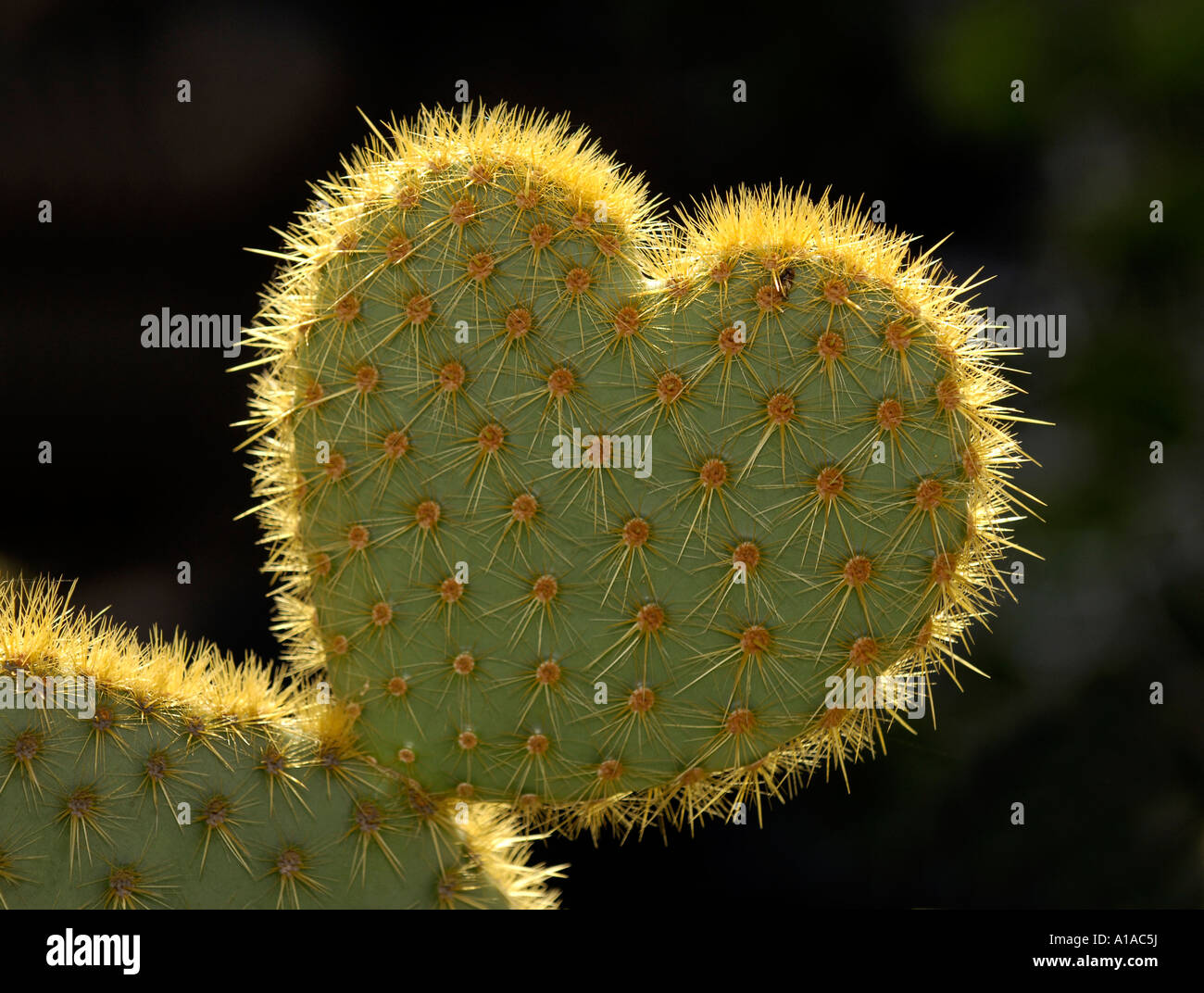 Cactus (Opuntia) in forma di cuore simboleggia amore difficile. Foto Stock