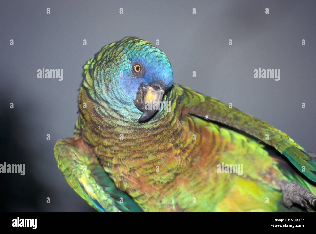 St Lucia St lucian parrot Foto Stock