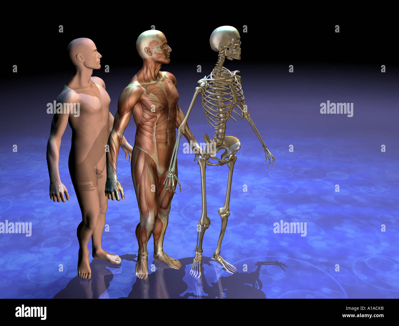 Illustrazione anatomica che mostra l'uomo con la pelle la muscolatura e lo scheletro Foto Stock