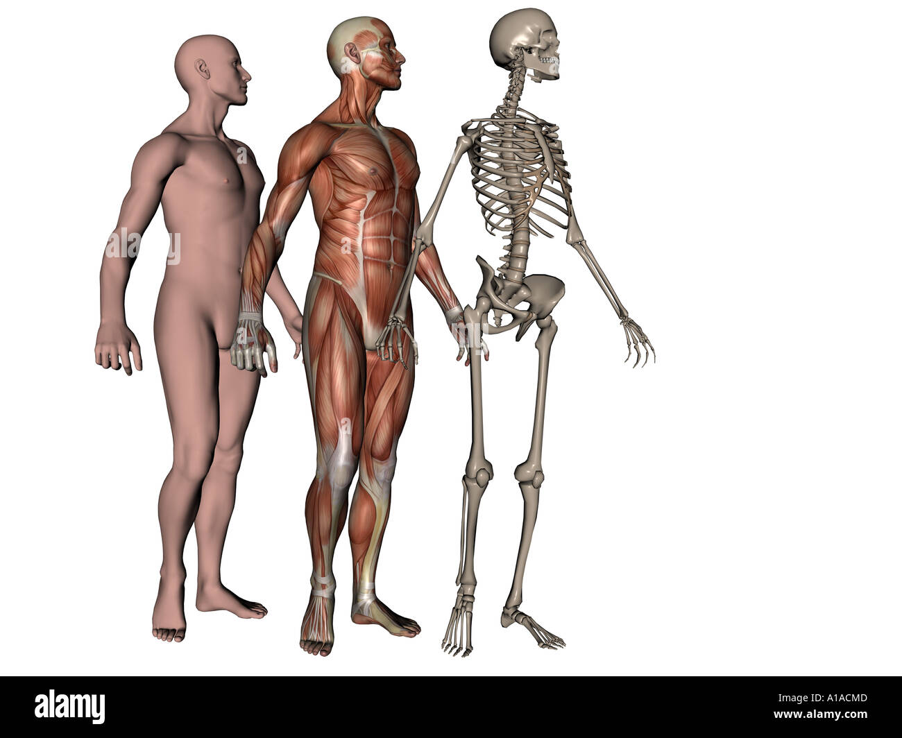Illustrazione anatomica che mostra l'uomo con la pelle la muscolatura e lo scheletro Foto Stock