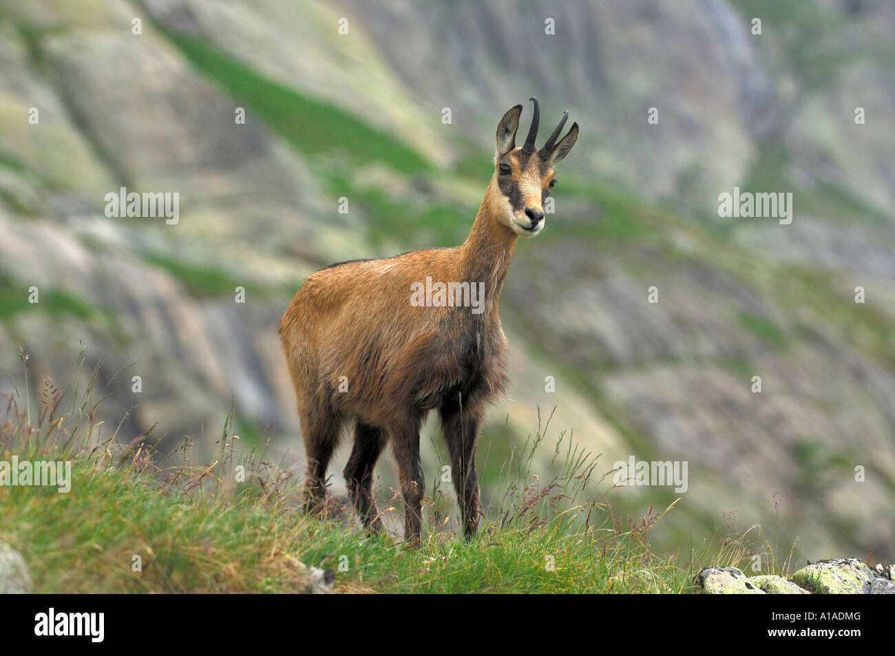 Il camoscio (Rupicapra rupicapra) Grimsel, Berna, Svizzera Foto Stock