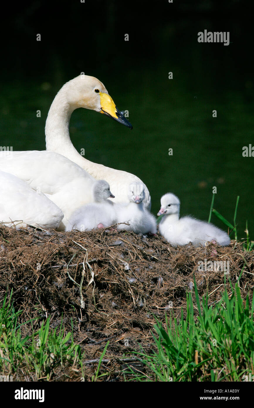 Whooper Swan con i pulcini (Cygnus cygnus) Foto Stock