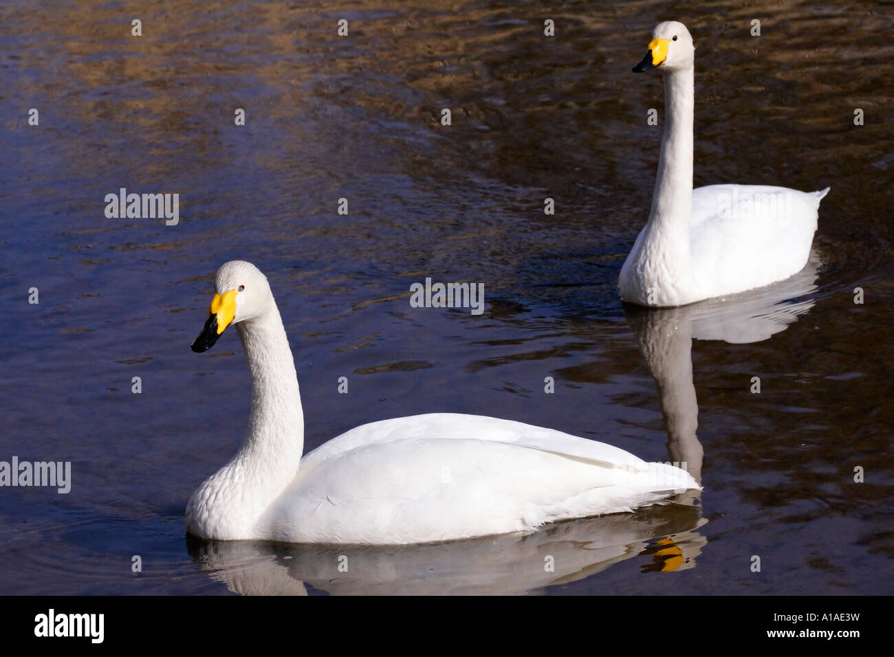 Coppia di cigni whooper nuotare in acqua (Cygnus cygnus) Foto Stock