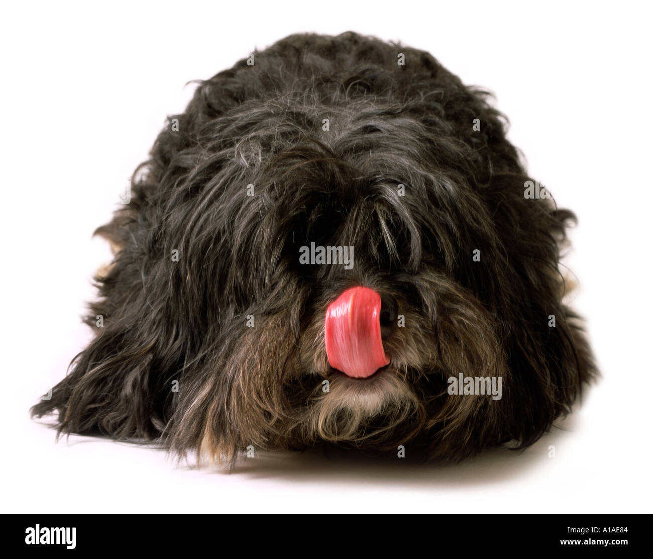 Croce di cane di razza leccare il naso Foto Stock