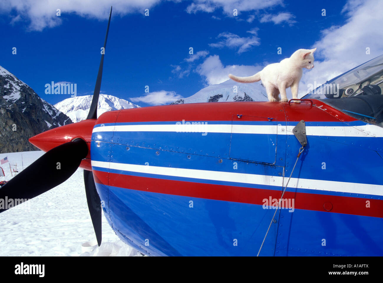 Stati Uniti d'America Alaska Denali National Park Cessna il gatto passeggiate sui piani di sci cofanatura a monte McKinley scalatori basecamp Foto Stock