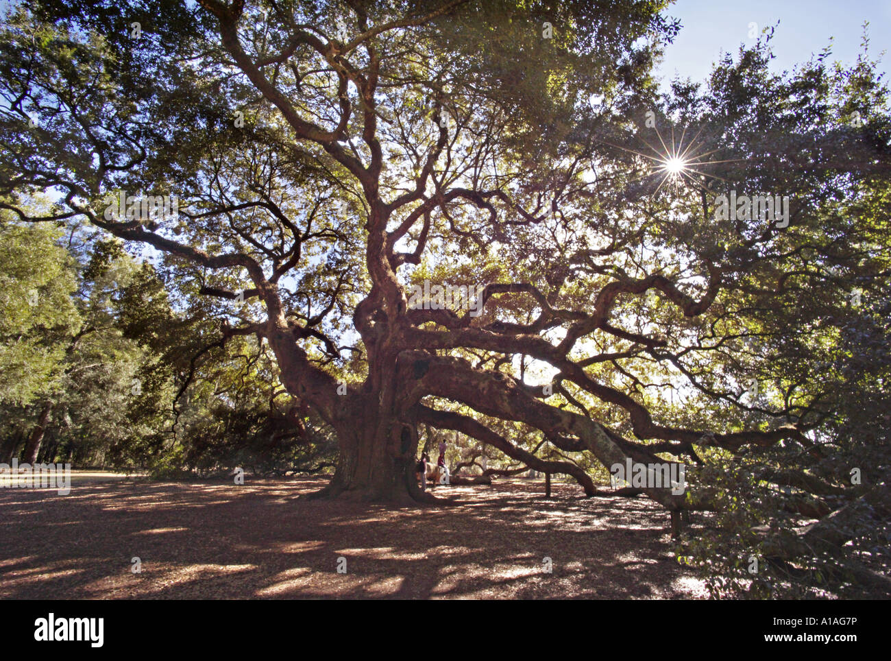 CAROLINA DEL SUD CHARLESTON ANGEL OAK la più antica cosa vivente ad ovest delle montagne rocciose questo magnifico live oak Foto Stock