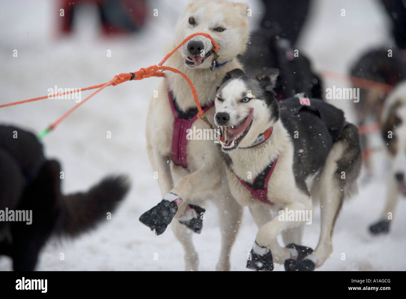Stati Uniti Alaska Anchorage slitte trainate da cani si impiglino nelle linee del tracciato mentre si esegue attraverso la neve verso il basso 4a Avenue Foto Stock